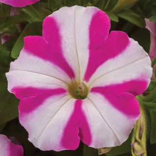 FotoFinish Rose Star Petunia Thumbnail